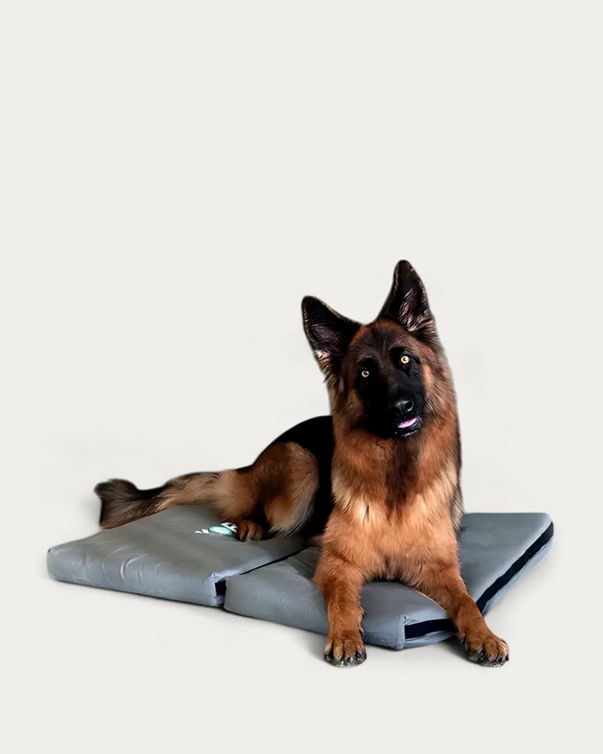 Magnetoterapia para perros Kora