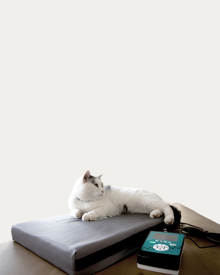 Magnetoterapia veterinaria Kora kit